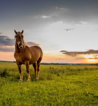 ¡Aventuras inolvidables en familia 7 experiencias únicas!