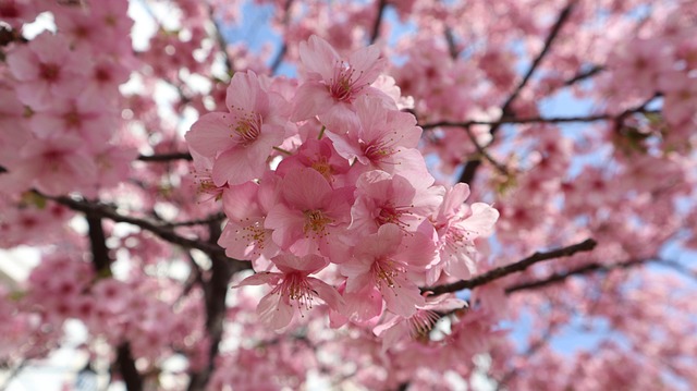 Free Sakura Flowers photo and picture